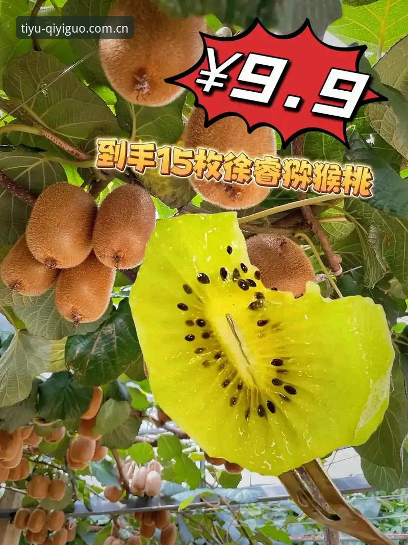 奇异果体育直播安装失败深度评测：原因排查与全方案解决体验报告
